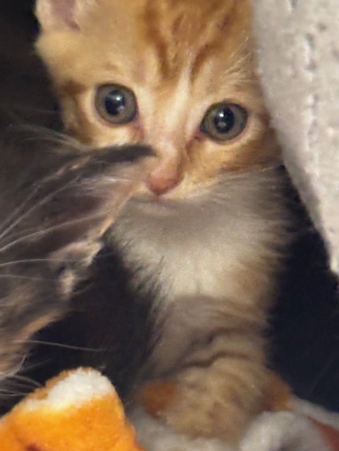 Shelter Stray Male Cat last seen , 232 Eslinger Way, Sanford, FL 32773, USA