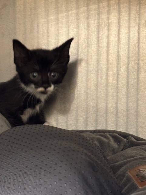 Shelter Stray Female Cat last seen , 232 Eslinger Way, Sanford, FL 32773, USA