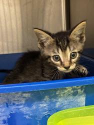 Shelter Stray Unknown Cat last seen , Sanford, FL 32773