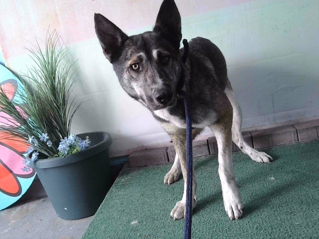 Shelter Stray Female Dog last seen , Irwindale, CA 91706