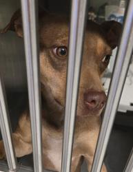 Shelter Stray Female Dog last seen PIKES PEAK ST BAKERSFIELD, Bakersfield, CA 93307
