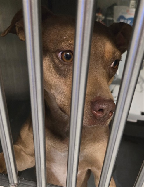 Shelter Stray Female Dog last seen PIKES PEAK ST BAKERSFIELD, Bakersfield, CA 93307