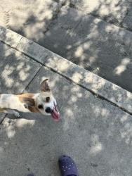 Found/Stray Male Dog last seen De Souza Place at S. Real Rd, Bakersfield, CA, Bakersfield, CA 93309