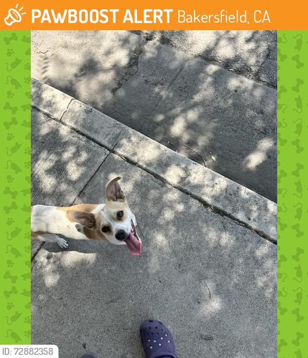 Found/Stray Male Dog last seen De Souza Place at S. Real Rd, Bakersfield, CA, Bakersfield, CA 93309
