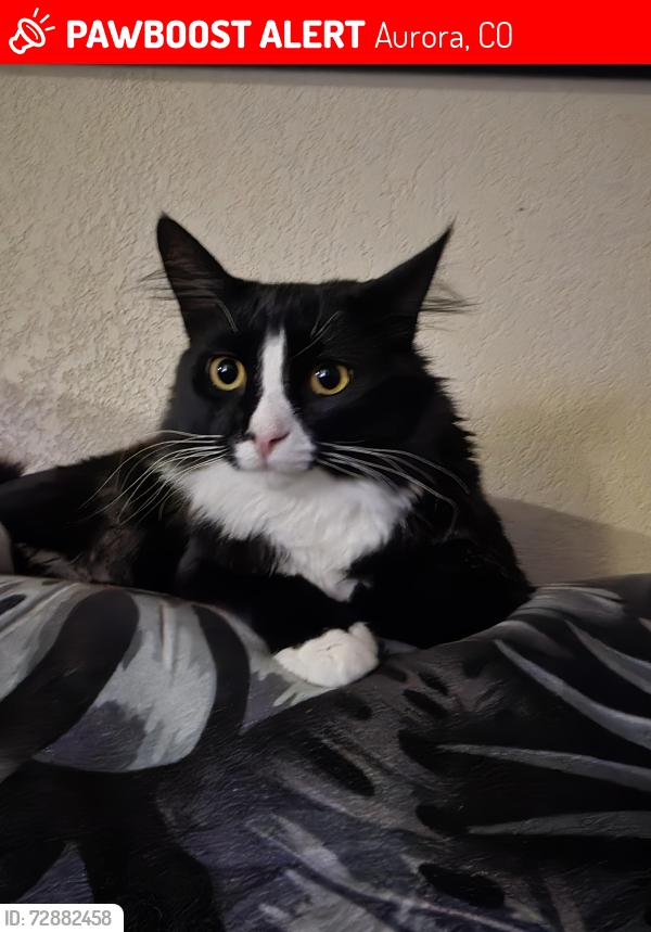 Lost Male Cat last seen Foxridge Farms Mobile Homes, Aurora, CO 80018