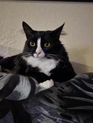 Lost Male Cat last seen Foxridge Farms Mobile Homes, Aurora, CO 80018
