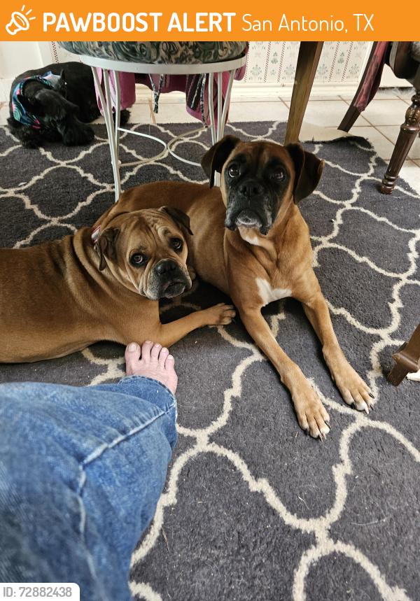Found/Stray Unknown Dog last seen Babcock and pemoak dr , San Antonio, TX 78240