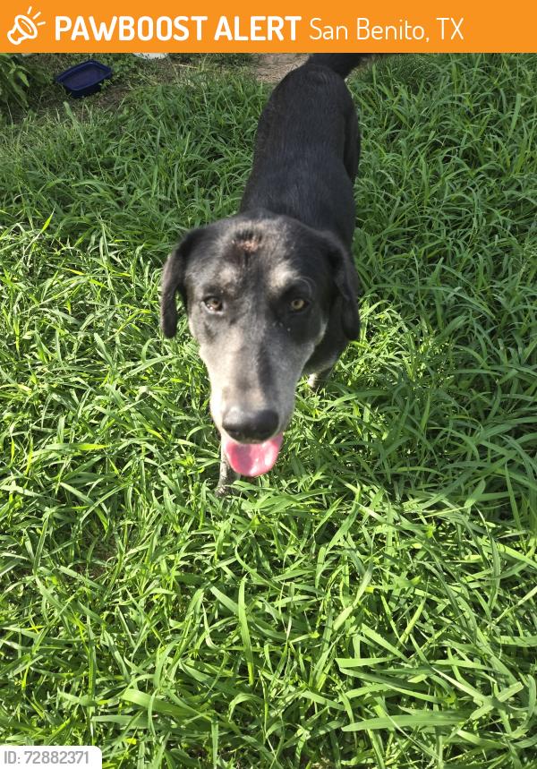 Found/Stray Female Dog last seen Parque Kenedy san benito tx, San Benito, TX 78586