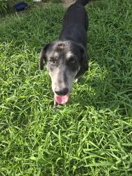 Found/Stray Female Dog last seen Parque Kenedy san benito tx, San Benito, TX 78586