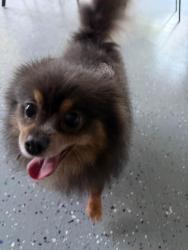 Found/Stray Female Dog last seen Montpelier Village Club, Williamsburg, FL 32821