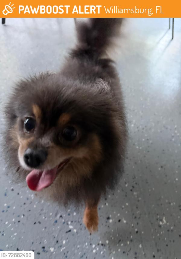 Found/Stray Female Dog last seen Montpelier Village Club, Williamsburg, FL 32821