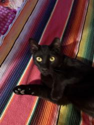Found/Stray Female Cat last seen Near 10th Street/13th Avenue, Greeley, CO 80631