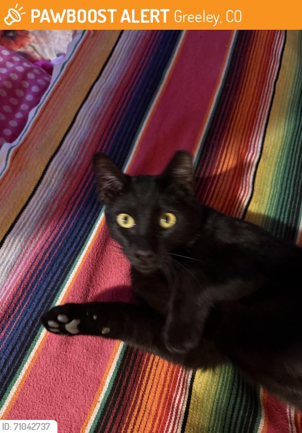 Found/Stray Female Cat last seen Near 10th Street/13th Avenue, Greeley, CO 80631