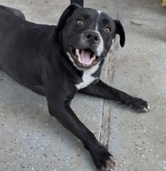 Found/Stray Female Dog last seen 47th Ave and Glendale , Glendale, AZ 85051