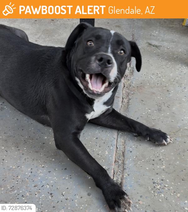 Found/Stray Female Dog last seen 47th Ave and Glendale , Glendale, AZ 85051