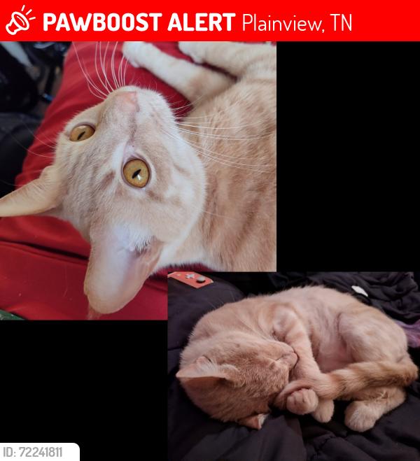 Lost Male Cat last seen Woodbury , Plainview, TN 37721