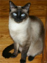 Lost Female Cat last seen Near Burning Tree Road and Tam O' Shanter Road, Ferry Pass, FL 32514