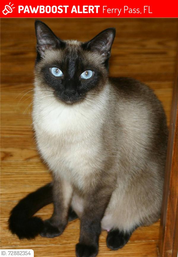 Lost Female Cat last seen Near Burning Tree Road and Tam O' Shanter Road, Ferry Pass, FL 32514