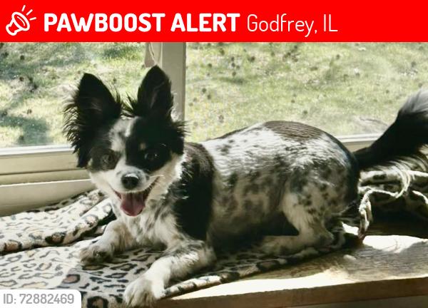 Lost Male Dog last seen Godfrey road , Godfrey, IL 62035