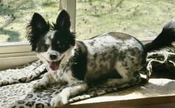 Lost Male Dog last seen Godfrey road , Godfrey, IL 62035