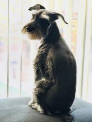 Reunited Male Dog last seen Eastern and warm spring , Paradise, NV 89120