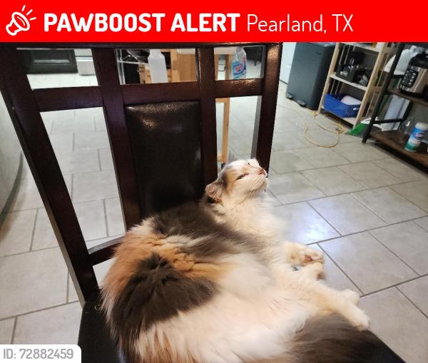 Lost Female Cat last seen Southern Trails, Pearland, TX 77584