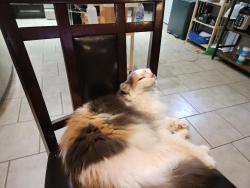 Lost Female Cat last seen Southern Trails, Pearland, TX 77584