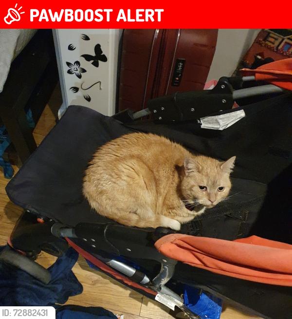 Lost Female Cat last seen Hampden Road, Greater London, England HA3 5PR
