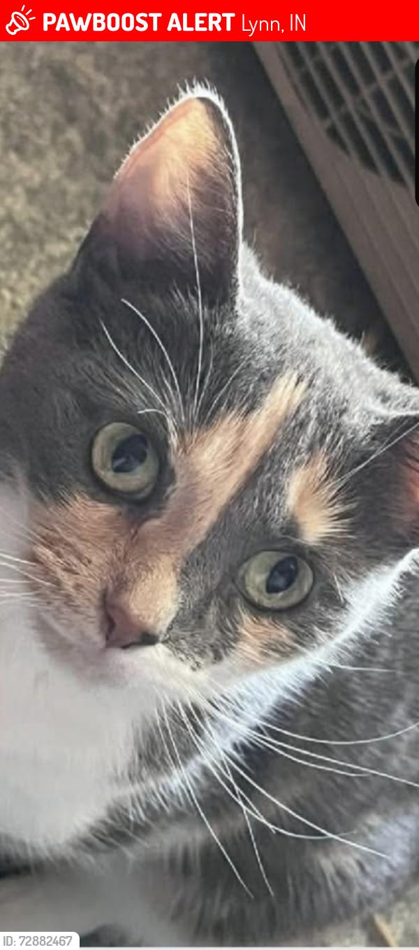 Lost Female Cat last seen Lynn Indiana Post Office E Main St, Lynn, IN 47355