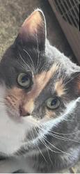 Lost Female Cat last seen Lynn Indiana Post Office E Main St, Lynn, IN 47355