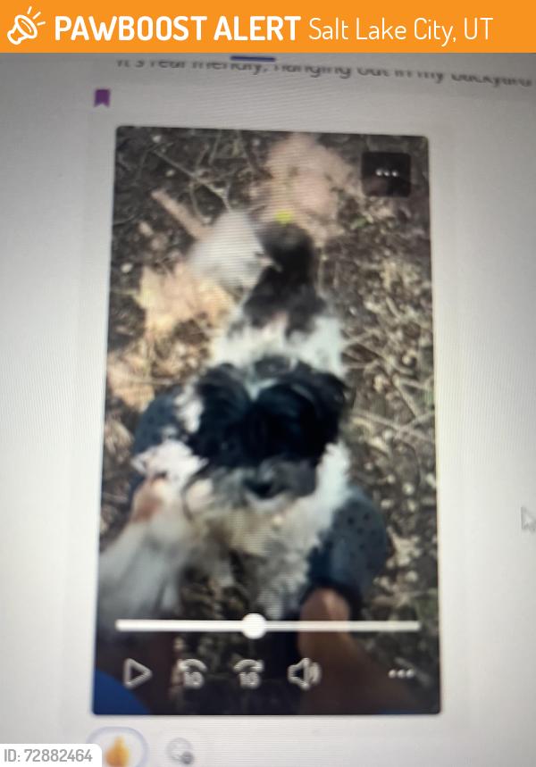 Found/Stray Unknown Dog last seen Near south state street, Salt Lake City, UT 84190