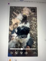 Found/Stray Unknown Dog last seen Near south state street , Salt Lake City, UT 84190