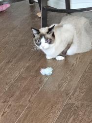 Lost Female Cat last seen Bell and citrus , Surprise, AZ 85374