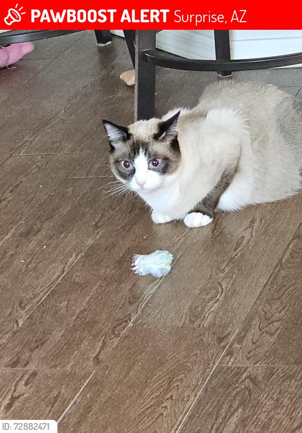 Lost Female Cat last seen Bell and citrus , Surprise, AZ 85374