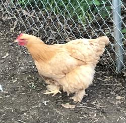 Lost Female Bird last seen Brookview St. and 15th St., Elkins, AR 72701