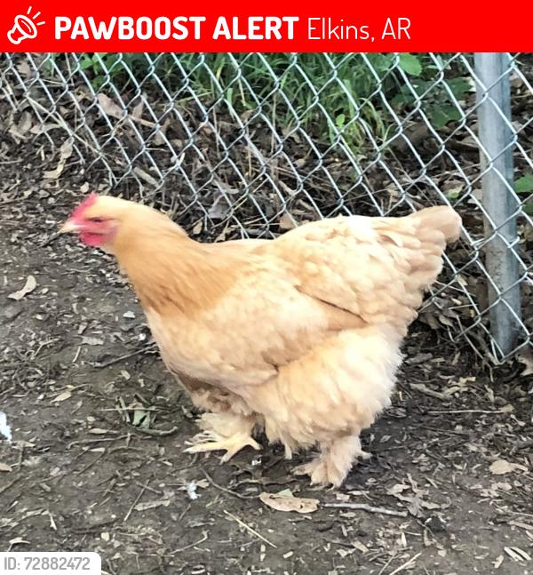 Lost Female Bird last seen Brookview St. and 15th St., Elkins, AR 72701
