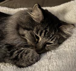 Lost Female Cat last seen Resurrection cemetery, Lenexa, KS 66215