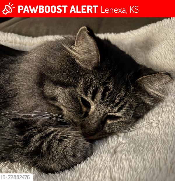 Lost Female Cat last seen Resurrection cemetery, Lenexa, KS 66215