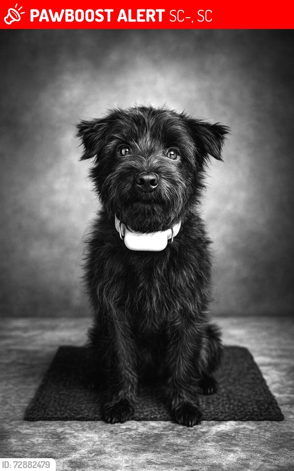 Lost Male Dog last seen Hwy 9 near Peniel Rd, SC-9, SC 29728