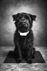 Lost Male Dog last seen Hwy 9 near Peniel Rd, SC-9, SC 29728