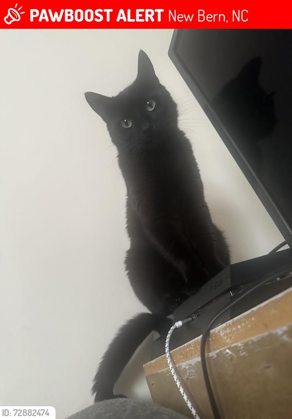 Lost Male Cat last seen Publix, New Bern, NC 28562