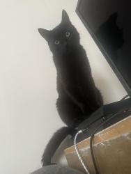 Lost Male Cat last seen Publix, New Bern, NC 28562