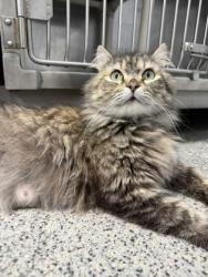 Shelter Stray Female Cat last seen New Bern, NC 28562, New Bern, NC 28562