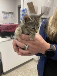 Shelter Stray Female Cat last seen Bessemer City, NC 28016, Gastonia, NC 28052