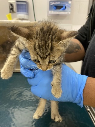 Shelter Stray Female Cat last seen Bessemer City, NC 28016, Gastonia, NC 28052