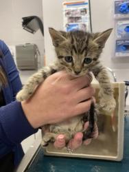 Shelter Stray Male Cat last seen Bessemer City, NC 28016, Gastonia, NC 28052