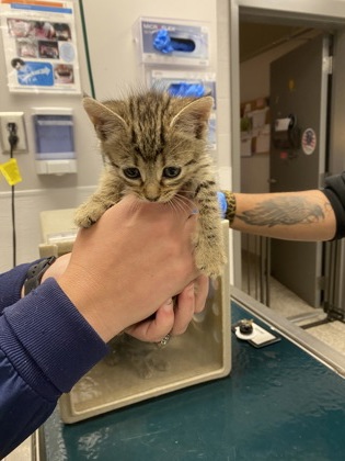 Shelter Stray Female Cat last seen Bessemer City, NC 28016, Gastonia, NC 28052