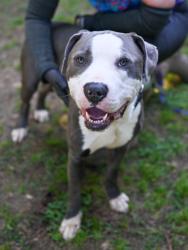 Shelter Stray Male Dog last seen , 30088, GA, Atlanta, GA 30341