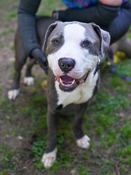 Shelter Stray Male Dog last seen , 30088, GA, Atlanta, GA 30341