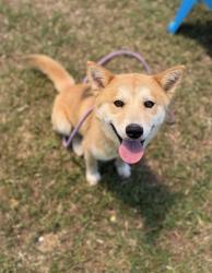 Shelter Stray Male Dog last seen Near Winding Glen Drive Lithonia, 30038, GA, Atlanta, GA 30341